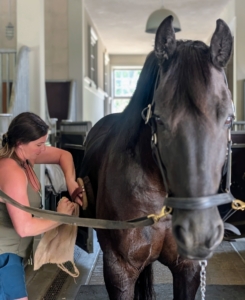 When living with horses, regular grooming is essential to their care and wellness. Grooming not only keeps horses clean, but also stimulates good circulation, encourages healthy bonding with handlers, and allows them to be checked closely for any signs of illness or injury. My stable manager, Helen, grooms the horses every day. Bond doesn't seem to mind.