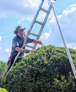 I prefer all the boxwood be trimmed by hand. Phurba uses Japanese Okatsune shears. These shears allow him to sculpt and groom as well as prune the foliage. Phurba also uses an orchard ladder that is light enough to carry as he moves from one shrub to the next.