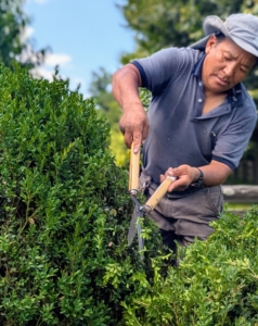 In the long Boxwood Allée, Phurba works on pruning and grooming the shrubs. Phurba is my resident boxwood pruning expert and has been with me for many years.