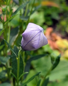 Balloon flowers get their name from the unopened buds, which swell up prior to opening and resemble little hot-air balloons.