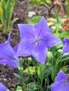 This is a balloon flower, Platycodon grandiflorus – a species of herbaceous flowering perennial plant of the family Campanulaceae, and the only member of the genus Platycodon. It is native to East Asia and is also known as the Chinese bellflower or platycodon.