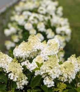 Each low shrub is filled with white to antique white flower clusters.