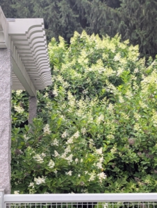 During summer they bloom so beautifully – the flowers are so big, they can be seen from the carriage road.
