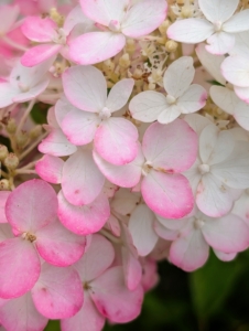Hydrangeas have four petals in their florets. The petals can be found in a multitude of colors including blue, pink, purple, and white, depending on the species and soil pH. I have other colored hydrangeas elsewhere around my farm and they're all blooming so plentifully this year.