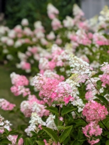 The flowers start blooming in July and take on pinkish coloration earlier in the season compared to other pink panicle hydrangeas.