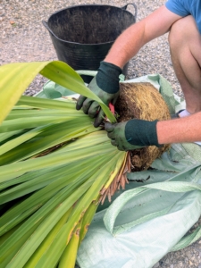 After pulling the walking iris from its original pot and before dividing, Ryan removes any dead or unsightly foliage from the base of the plant.
