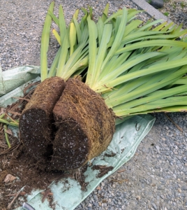 He divides it making sure each section has strong leaves and rhizomes. This is a very healthy walking iris from Logee's Tropical Container Plants for Home and Garden in Danielson, Connecticut I got years ago.