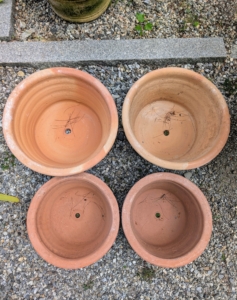 I provided pots and instructed Ryan to use them for transplanting. The best pot for a walking iris is at least eight inches in diameter and about 10-inches deep. It should also be porous. I selected terra cotta, which will provide good water and air exchange.