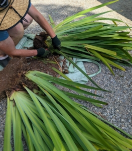 After cutting the plant into four, Ryan cleans up each one removing unnecessary foliage.