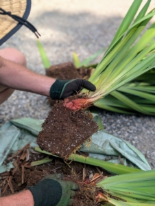 Here is a healthy section of the plant. Section dividing iris plants promotes good health and prevents overcrowding and competition for water and nutrients.