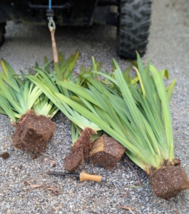 It is definitely rewarding when one plant can be easily divided to make multiple new ones. That's what happened to one of my walking iris plants - it is now four.