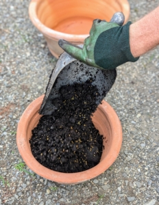 Ryan starts filling the pots with a few inches of soil.