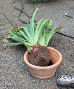 He decides which section will go into each container. When transplanting, the plant should also be inspected for any signs of disease, rot, or pest infestation. These sections are in excellent condition.