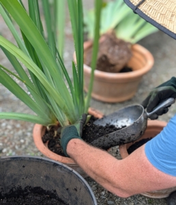 Then Ryan backfills, keeping the plant straight as he adds soil.