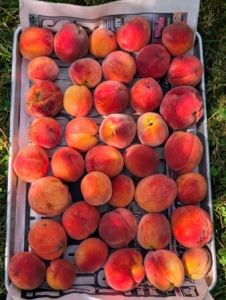 It's important to check the orchard and garden every day to make sure fruits and vegetables are picked as soon as they're ready. Here is my first big bounty of fresh, organic peaches – so sweet and delicious!