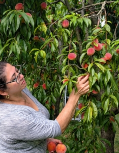 Enma picks the ripest peaches she can find. Peaches are ready when they are orange-red in color, when the flesh gives slightly to gentle pressure, and when they smell sweet.