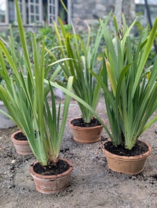 And then there were four... I am excited to watch these potted walking irises flourish and multiply.