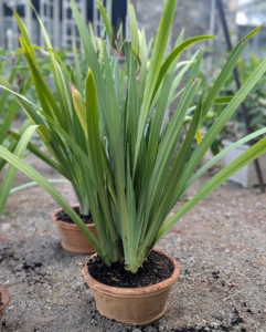 And here is one all potted up. Do you know how the walking iris got its name? After flowering in the garden, the plant's stalk bends down and forms new plantlets or babies that root in the soil and give the appearance of moving through the earth.