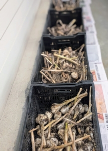 Soon, the garlic will also be cleaned and trimmed. Once the garlic is cured, the most beautiful heads with the biggest cloves will be set aside to use as garlic seeds next season. The rest will be enjoyed by me and my family.