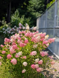 And look at them now - just dripping with gorgeous blooms.