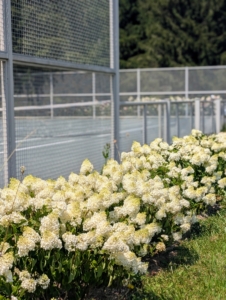 And look at the blooms here. The Little Hottie panicle hydrangeas are also bursting with beautiful flowers.
