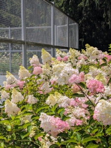 Under optimal conditions, hydrangeas can bloom from spring to fall for about 10 to 12 weeks. And even with the recent uncomfortable heat and humidity here, these flowers are doing excellently.