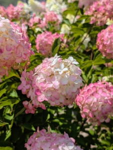 Diamond Rouge® Panicle Hydrangeas have abundant, long lasting, rounded flower heads that start white and progress to pink, intense raspberry red, and finally wine red.