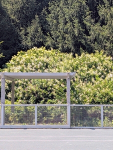On one side of the court behind and next to the observation pergola, is a selection of beautiful white hydrangeas including Pee Gee hydrangeas.