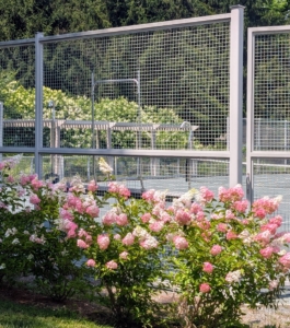 This view shows the front side of hydrangeas and the more mature ones I planted years ago in the back.