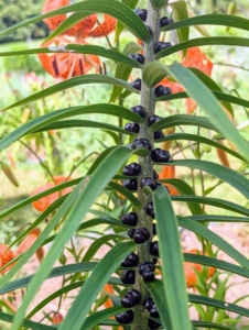 The blackish, round “seeds” that develop in the axils of the leaves along the main stem are called bulbils.
