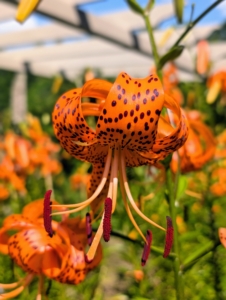 Tiger lilies, Lilium lancifolium, bloom in mid to late summer, are easy to grow, and come back year after year.