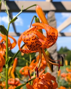 Tiger lilies are covered with black or deep crimson spots, giving the appearance of the skin of a tiger. They have large, down-facing flowers, each with six recurved petals. Many flowers can be up to five inches in diameter.