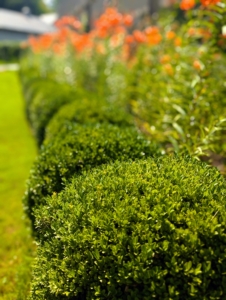 Along both sides of the pergola, I planted a hedge of smaller boxwood shrubs. I planted this side in 2017, and they've grown in so excellently.