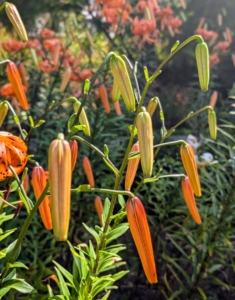 And there are still many more lilies just waiting to open. Tiger lilies do best in full sun.