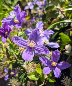 On the granite posts, there are still a few lasting clematis flowers. I have always loved clematis, and over the years I have grown many varieties of this wonderful plant. It has also been called traveller’s joy, virgin’s bower, leather flower, or vase vine or “Old Man’s Beard,” because of the long fluffy seed heads that look similar to an old man’s beard.