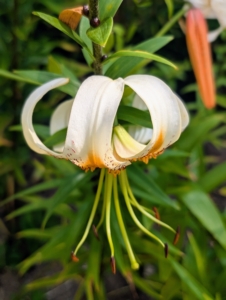 There are also a few white lilies in this bed – adding more interest to the long floral display.
