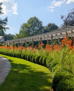 This pergola starts across from my perennial flower cutting garden and runs along the carriage road leading to my Winter House. It’s one of the first gardens guests see when they come to visit.