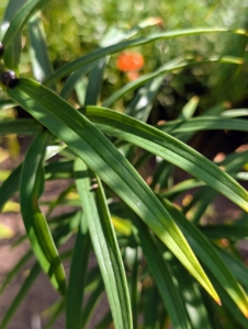The leaves can grow to three inches long and about 3/4-inch wide. They are medium green, narrow, smooth along their margins, and glabrous, clasping the stem at their bases.