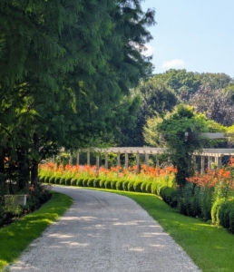 The entire pergola border and its surrounding gardens, trees, and other specimens provide a spectacular show every year. I am so proud of how it’s grown.