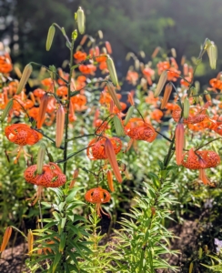 Lilies are well-known for having heavily pollinated stamens, which stain. When cutting, always remove the anthers to prevent a clothing disaster – just pinch them off with gloved fingers.