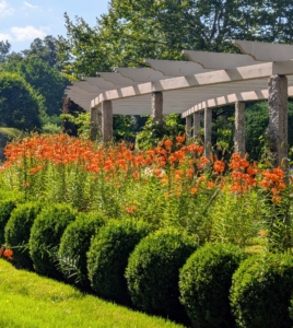 And now it's filled with bright, orange lilies - another big transformation.