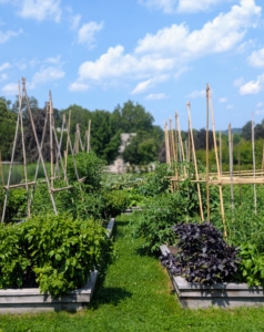 My gardeners and I have been spending a lot of time in this large half-acre space. In order to have delicious, beautiful vegetables, it’s important to always check on what’s doing well and remove what is not and then replant when needed. This garden has been so productive and all the vegetables look fantastic.