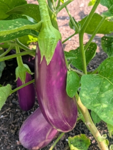I prefer to pick eggplants early when they are young and tender. Picking early will encourage the plant to grow more, and will help to extend the growing season. These eggplants will be harvested soon.