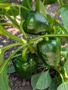 Sweet bell peppers are popular in the garden – all grassy in flavor and super-crunchy in texture. I love making stuffed peppers – so easy and so delicious. It won’t be long before I’ll have a bounty of green, red, and yellow peppers.