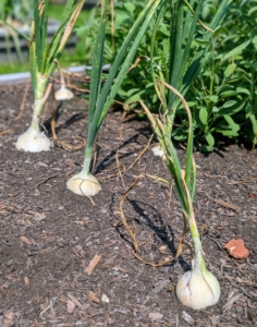 And look at my onions. I've picked a few already and they're excellent this year. I plant a lot of white, yellow and red onions.