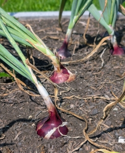 These red onions will be ready soon and can be harvested on a dry day. After picking, they'll be placed in a warm, dry area where they can cure.