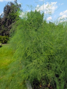 And remember my asparagus bed? After picking the last of the season's stalks, it’s important to allow the fern-like foliage to grow through the remainder of the season. The foliage makes carbohydrates and sugars that get stored in the plant’s roots and crowns to help generate next year’s crop.