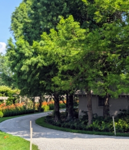 I planted the bald cypress when they were just a few feet tall, but look at them now! Bald cypress or Taxodium distichum is a deciduous conifer. Though the bald cypress is native to swampy areas, it is also able to withstand dry, sunny weather and is hardy in USDA climate zones 5 through 10.