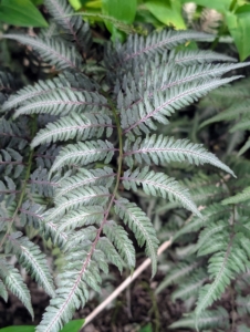 Some of the ferns in this area include the Japanese painted ferns – beautiful mounds of dramatic foliage with luminescent blue-green fronds and dark central ribs that fade to silver at the edges.