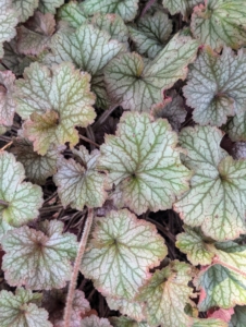 Heuchera is a genus of largely evergreen perennial plants in the family Saxifragaceae, all native to North America. Common names include alumroot and coral bells.